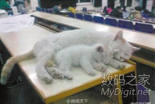 贪睡母女猫霸占自习室