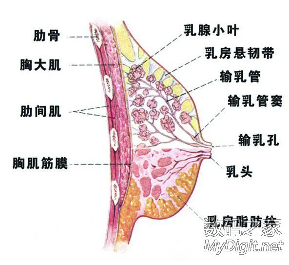 中国狐臭人口_...方 天热了,有狐臭的人赶紧灸,几次就好了