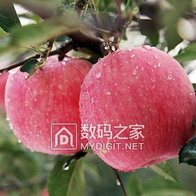 请输入描述 请输入描述