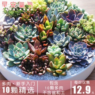 森林母鸡39、东北大米29、猕猴桃5斤19、普洱