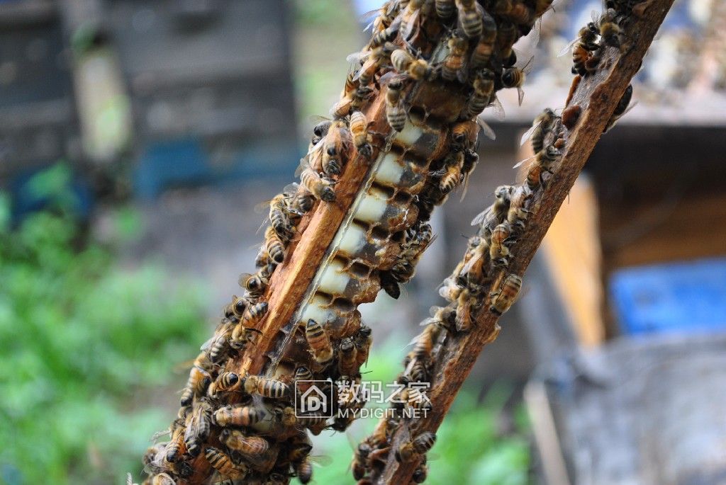 荣邦936,良心之作!顺带出自家椴蜜,纯正,天然!坛友包邮非偏远! 荣邦936,良心之作!顺带出自家椴蜜,纯正,天然!坛友包邮非偏远!