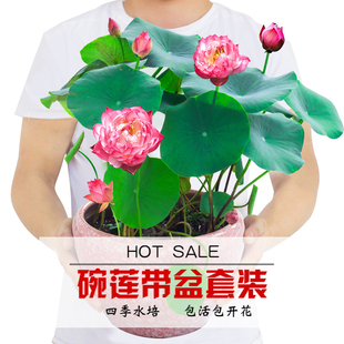 请输入描述 请输入描述