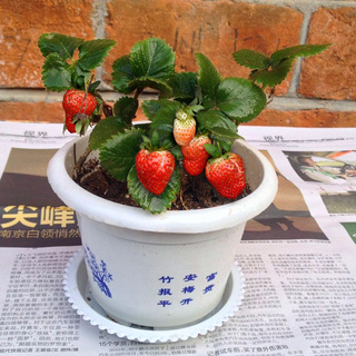 扫把簸箕清洁套装14!佐罗纯铜打火机29!到账语音播报器7!加厚充气皮艇11 扫把簸箕清洁套装14!佐罗纯铜打火机29!到账语音播报器7!加厚充气皮艇11