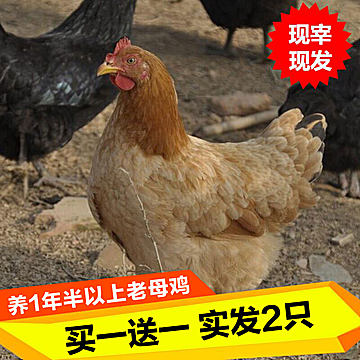 隆力奇洗发6!乐申眼镜29含镜片!GPS定位19!循环扇69! 隆力奇洗发6!乐申眼镜29含镜片!GPS定位19!循环扇69!