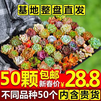 500超污多肉推荐