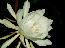 ���ִݻ���꼻�����